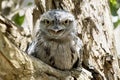 the tawny frogmouth has its mouth wide open and so are his yellow eyes Royalty Free Stock Photo