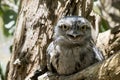 the tawny frogmouth has its mouth wide open and so are his yellow eyes Royalty Free Stock Photo