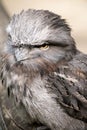 this is a close up of a twany frogmouth Royalty Free Stock Photo