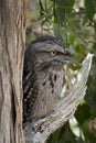 the tawny frogmouth has his eyes wide open alert for danger