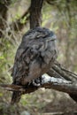 Tawny Frogmouth, native bird of Australia, often mistaken for an owl