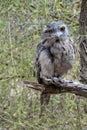 Tawny Frogmouth, native bird of Australia, often mistaken for an owl