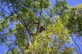 A Tawny Frogmouth Owl Camouflaged Amongst The Trees