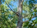 A Tawny Frogmouth Owl Camouflaged Amongst The Trees