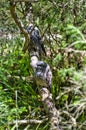 Well camouflaged tawny frogmouths in Victoria, Australia