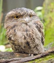 Tawny Frogmouth (Podargus strigoides) Royalty Free Stock Photo