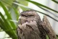 Tawny Frogmouth (Podargus strigoides)