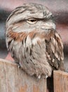 Tawny frogmouth sitting on fence Royalty Free Stock Photo