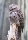 Tawny Frogmouth (Podargus strigoides)