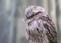 Tawny Frogmouth (Podargus strigoides)