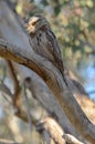 Tawny Frogmouth