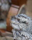 A Tawny Frogmouth Sleeping