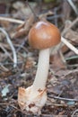 Tawny Grisette, Amanita fulva Royalty Free Stock Photo