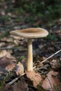 Tawny grisette mushroom