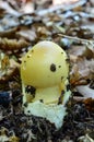 Tawny Grisette mushroom Royalty Free Stock Photo