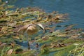 Tawny heron fishing at the water`s edge. Ardeola ralloides