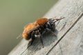 ÃÂ Tawny mining bee close up