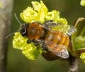Tawny Mining Bee on flowering acer tree Royalty Free Stock Photo