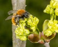 Tawny Mining Bee on flowering acer tree Royalty Free Stock Photo