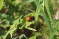 Tawny mining bee perching on a green plant leaf in the garden in bright sunlight Royalty Free Stock Photo
