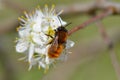Tawny mining bee in spring Royalty Free Stock Photo