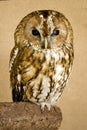 Tawny Owl