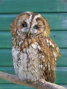 Tawny Owl Royalty Free Stock Photo
