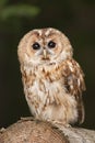 Tawny owl Royalty Free Stock Photo