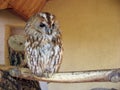 Tawny owl