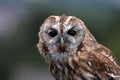 Tawny Owl