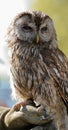 Tawny owl