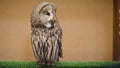 Tawny Owl blinks and spins head