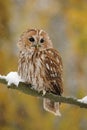 Tawny owl, brown owl, Strix aluco Royalty Free Stock Photo