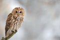 Tawny owl, brown owl, Strix aluco Royalty Free Stock Photo