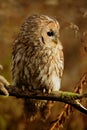 Tawny owl, brown owl, Strix aluco Royalty Free Stock Photo