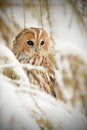 Tawny owl, brown owl, Strix aluco Royalty Free Stock Photo