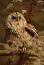 Tawny owl, brown owl, Strix aluco Royalty Free Stock Photo