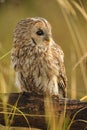 Tawny owl, brown owl, Strix aluco Royalty Free Stock Photo