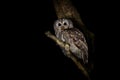 Tawny Owl or Brown Owl - Strix aluco medium-sized owl found in woodlands across Palearctic, pale with dark streaks, upperparts are