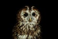 Tawny owl or brown owl Strix aluco