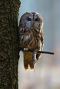 The tawny owl or brown owl Strix aluco sitting on a branch in a coniferous forest with prey. Owl with mouse in claws Royalty Free Stock Photo