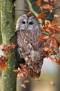 The tawny owl or brown owl Strix aluco sitting on a branch in the forest. Owl with colorfull background Royalty Free Stock Photo