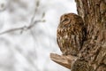 Tawny owl. Brown version. Royalty Free Stock Photo