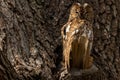 Tawny owl. Brown version. Royalty Free Stock Photo