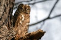 Tawny owl. Brown version.