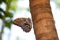 Tawny Owl Butterfly Royalty Free Stock Photo