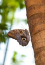 Tawny Owl Butterfly Royalty Free Stock Photo