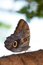 Tawny Owl Butterfly Royalty Free Stock Photo