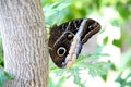 Tawny Owl Butterfly 2 Royalty Free Stock Photo