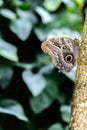 Tawny Owl Butterfly in nature Royalty Free Stock Photo